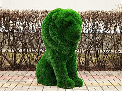 Топиари лев Томас, h=110см - газон Deluxe